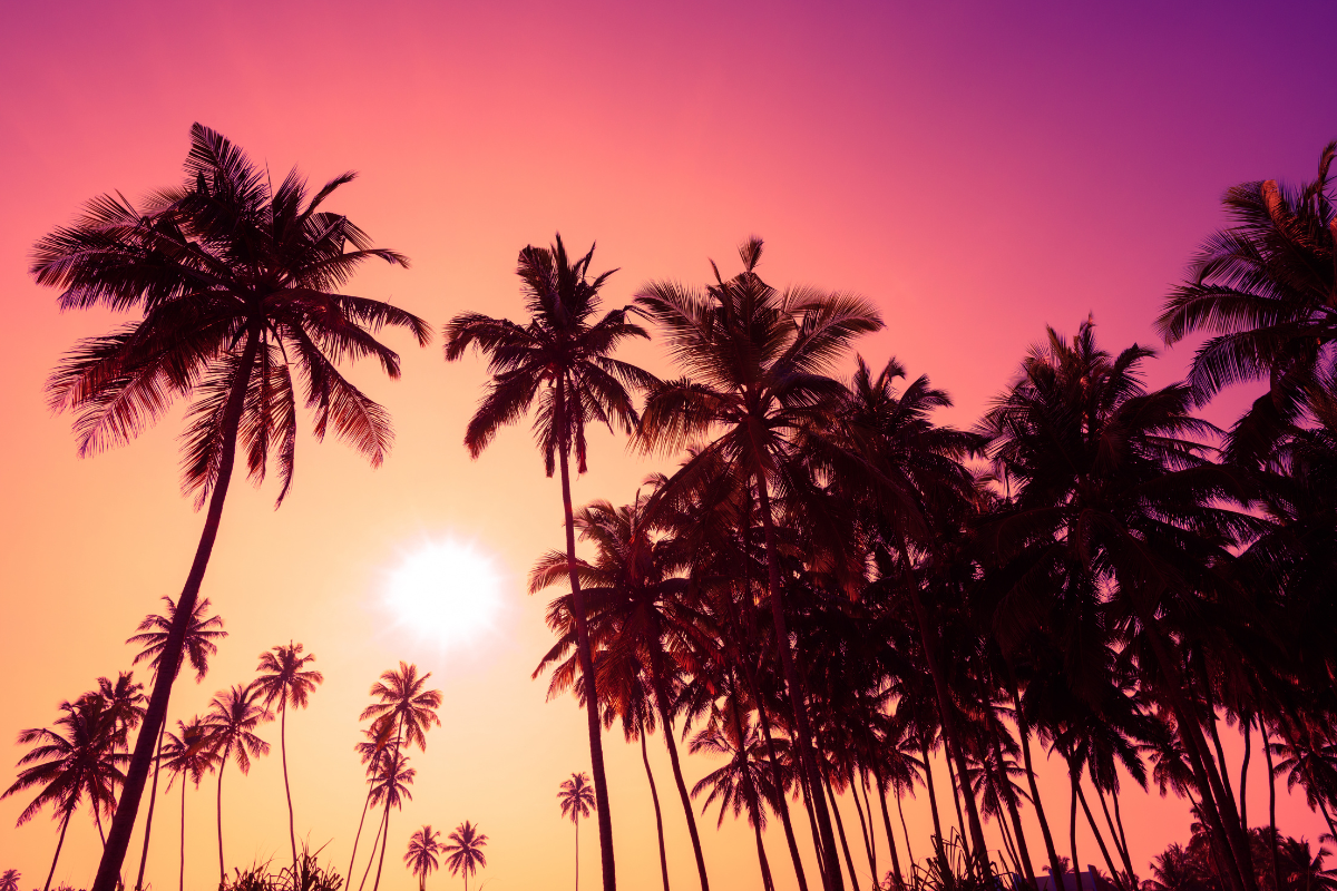 Beach at sunset palm trees orange pink purple black