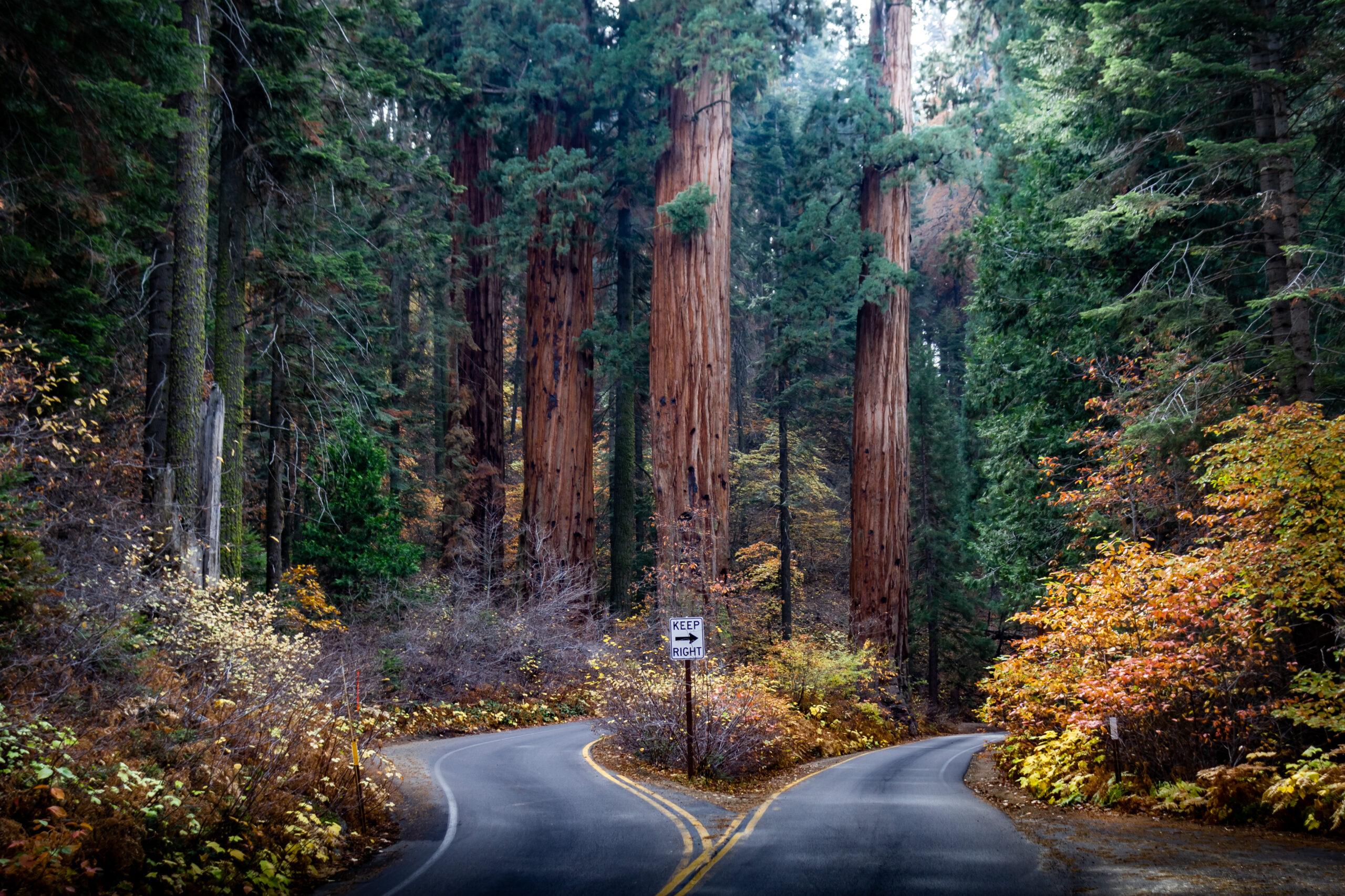 redwood forest fork in the road