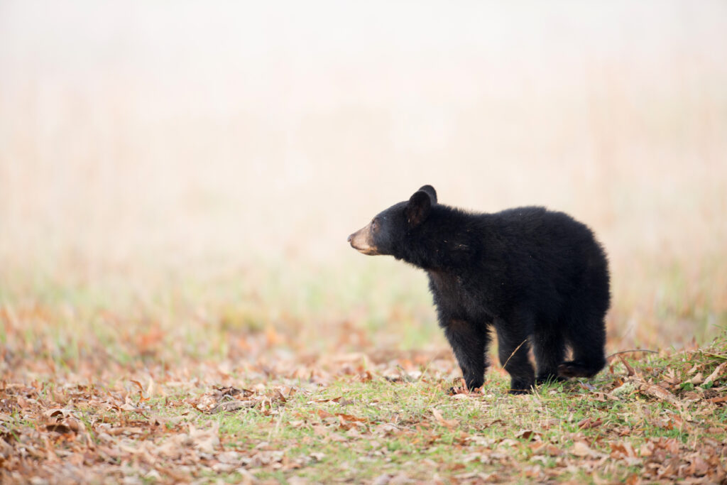 black bear cub in the wilderness