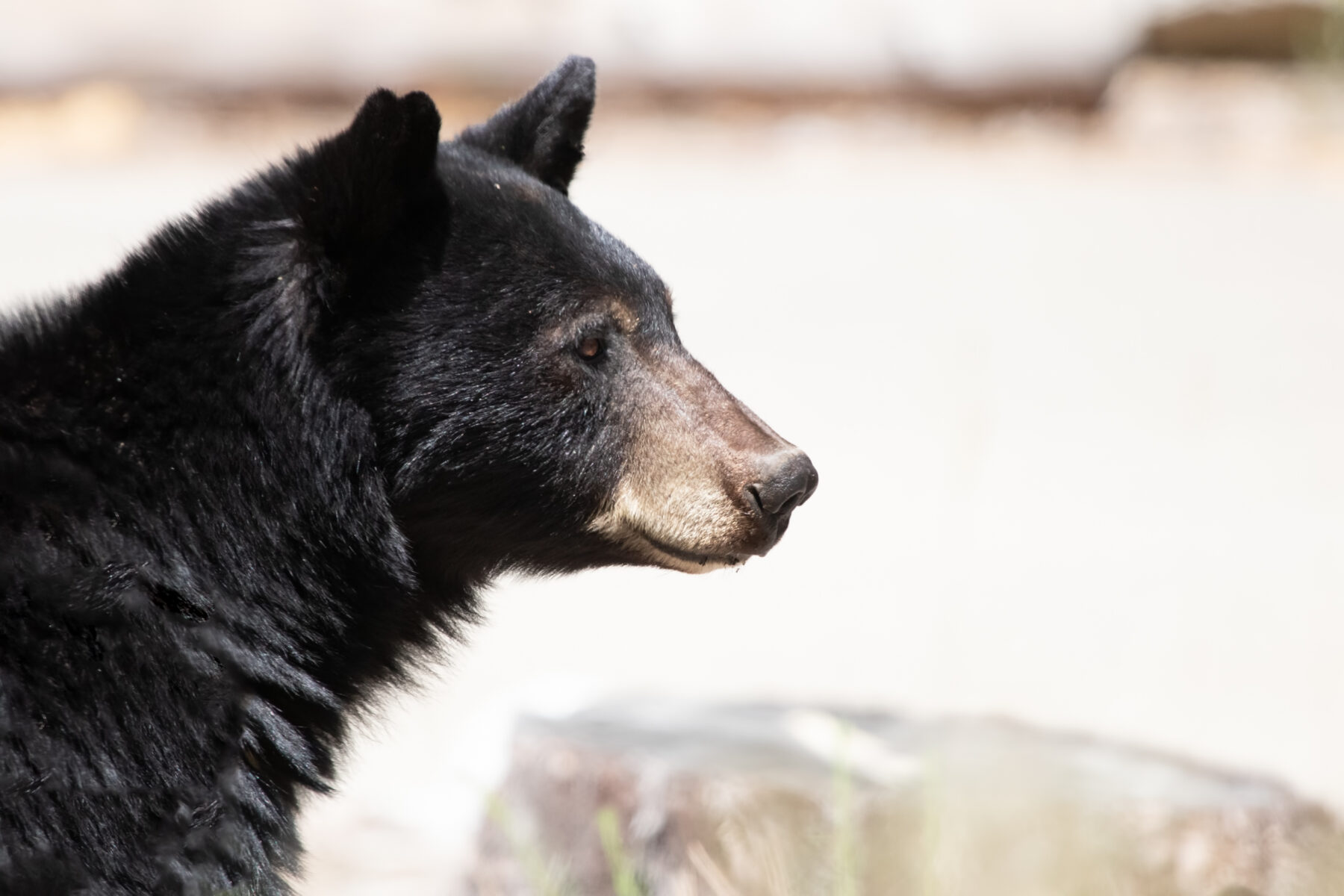 A black bear in Kings Canyon National Park