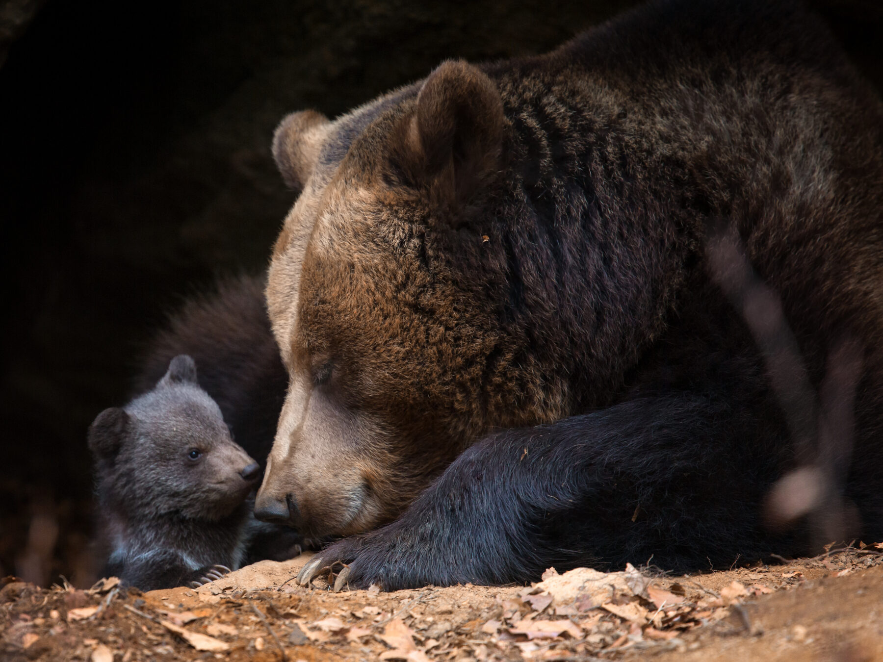 mother bear with cub